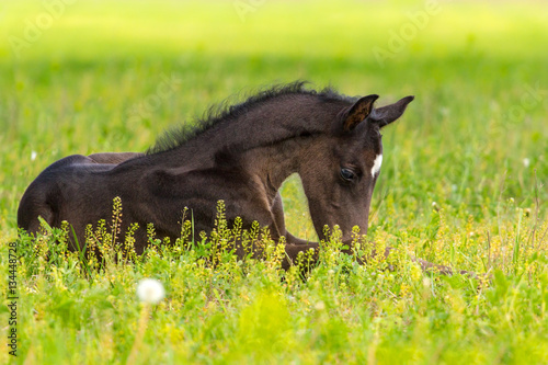 Fototapeta Naklejka Na Ścianę i Meble -  Black foal sleeping in spring pasture