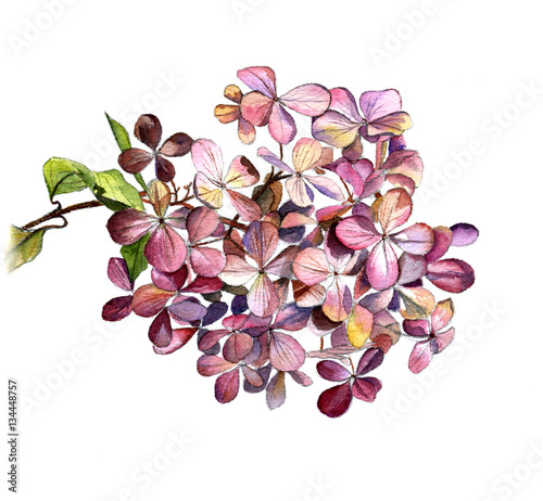 The hydrangea flower on a branch, watercolor Botanical sketch on a white background. Isolate.