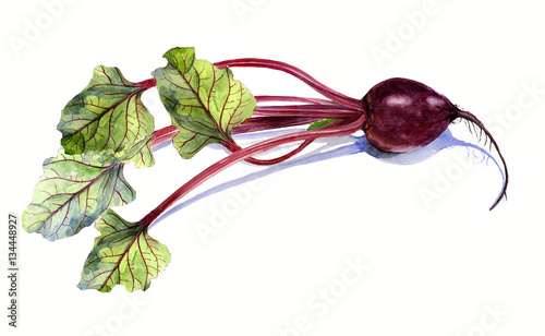 beet with leaf, watercolor painting on white background, isolated