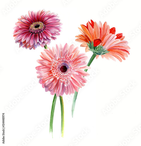 Bouquet of three gerberas. Watercolor sketch. Isolated on white background