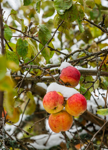 apple on a branch in the snow in winter