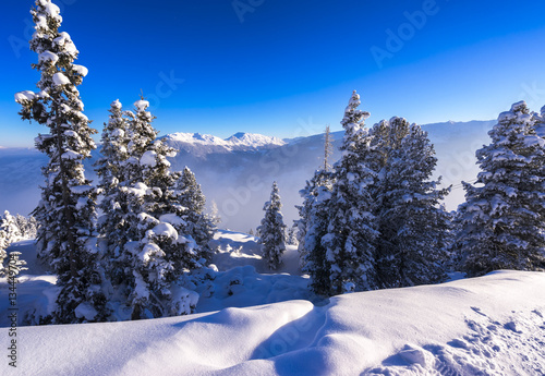 Schneebedeckte Tannen im Zillertal photo