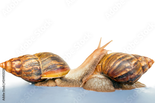 snail Achatina giant on white background