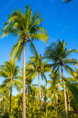 Tropical paradise on the island of Frades in the Bay of All Sain