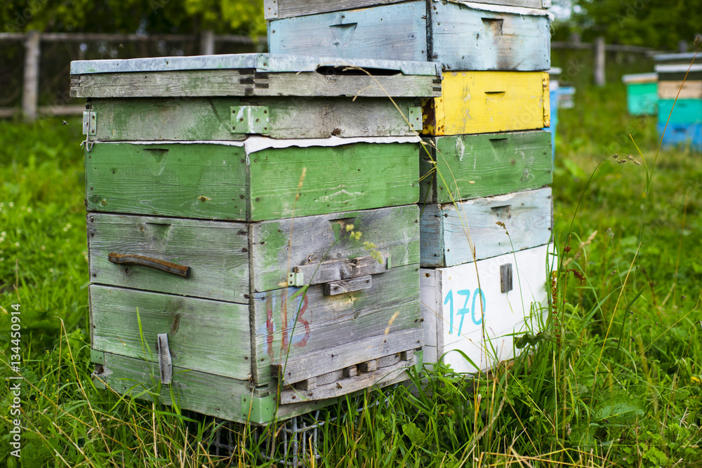 Bee apiary honey in the Siberian taiga Bee apiary honey in the Siberian taiga