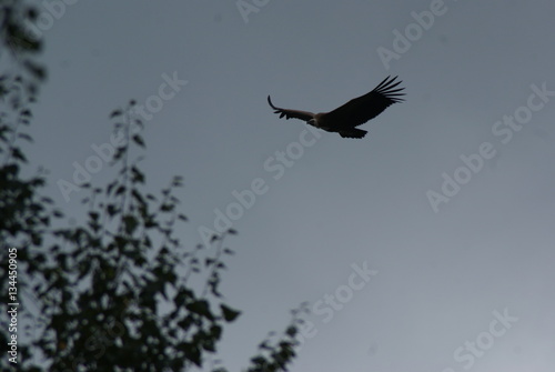 aigle