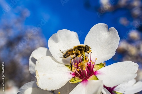 Fiore di Mandorlo con Ape, Bombo, Mosca photo