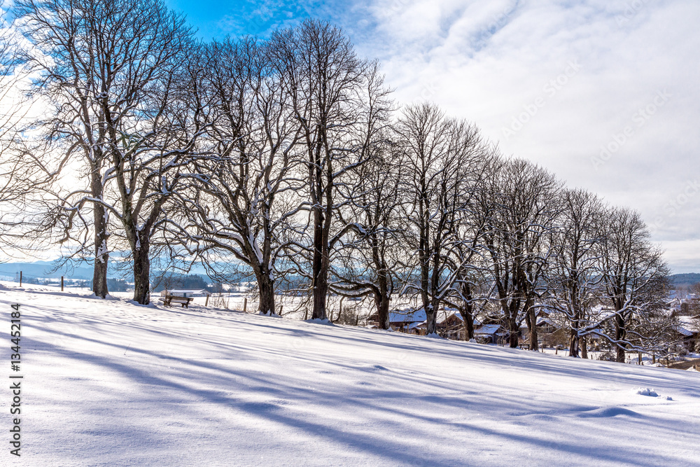 Fototapeta premium Die Kastanienallee in Iffeldorf im Winter