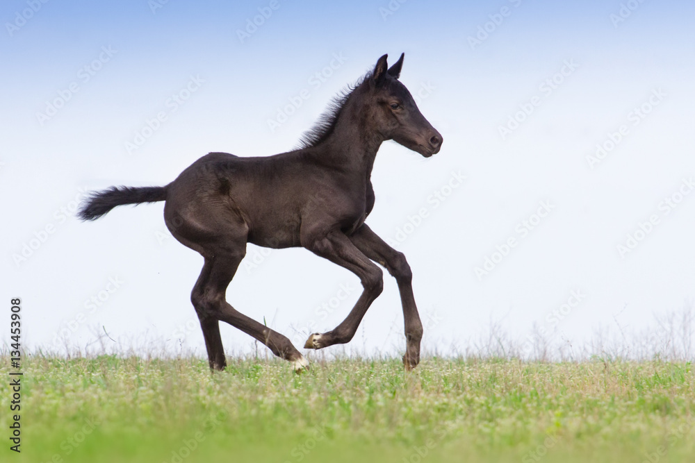 Black colt run in spring green meadow