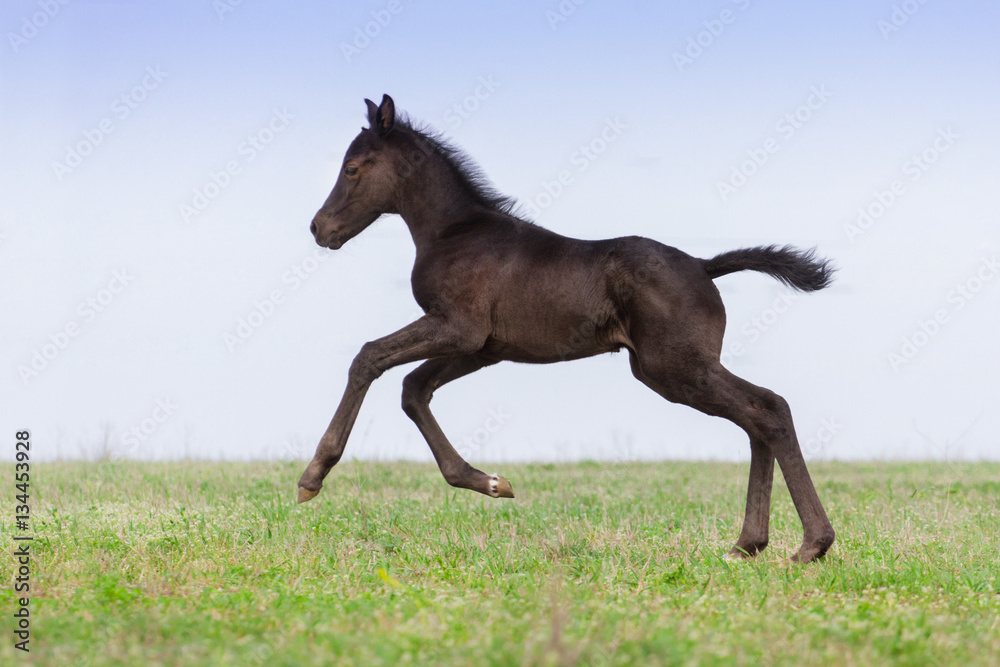Black colt run in spring green meadow