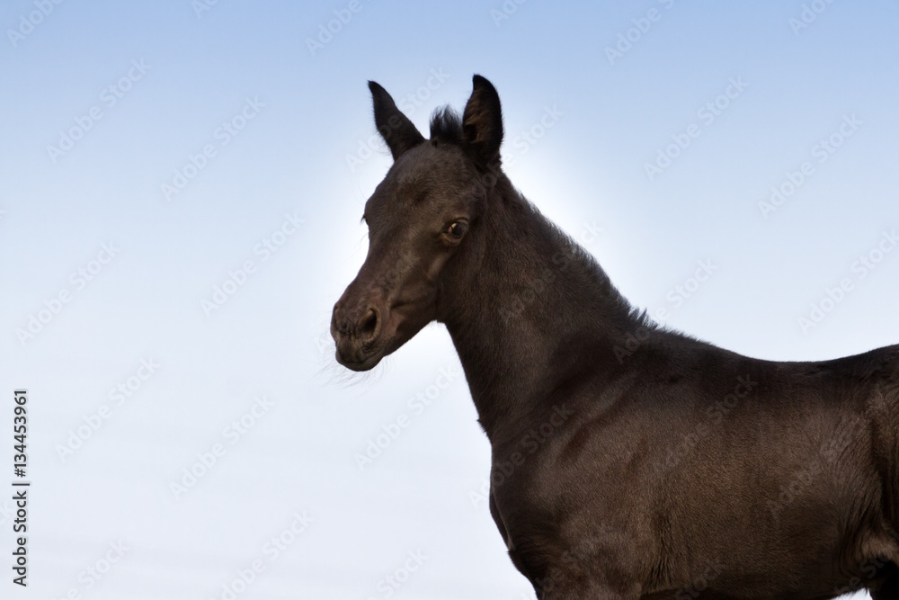 Black colt portrait against blue sky