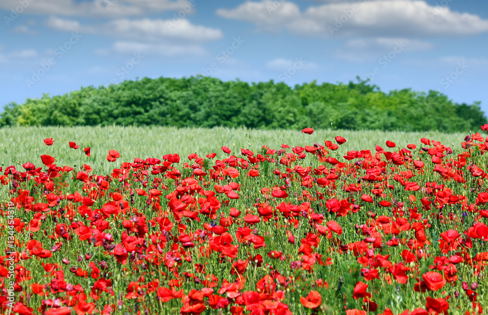 poppies flower meadow country landscape spring season