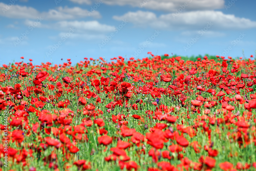 red poppies flower meadow landscape spring season