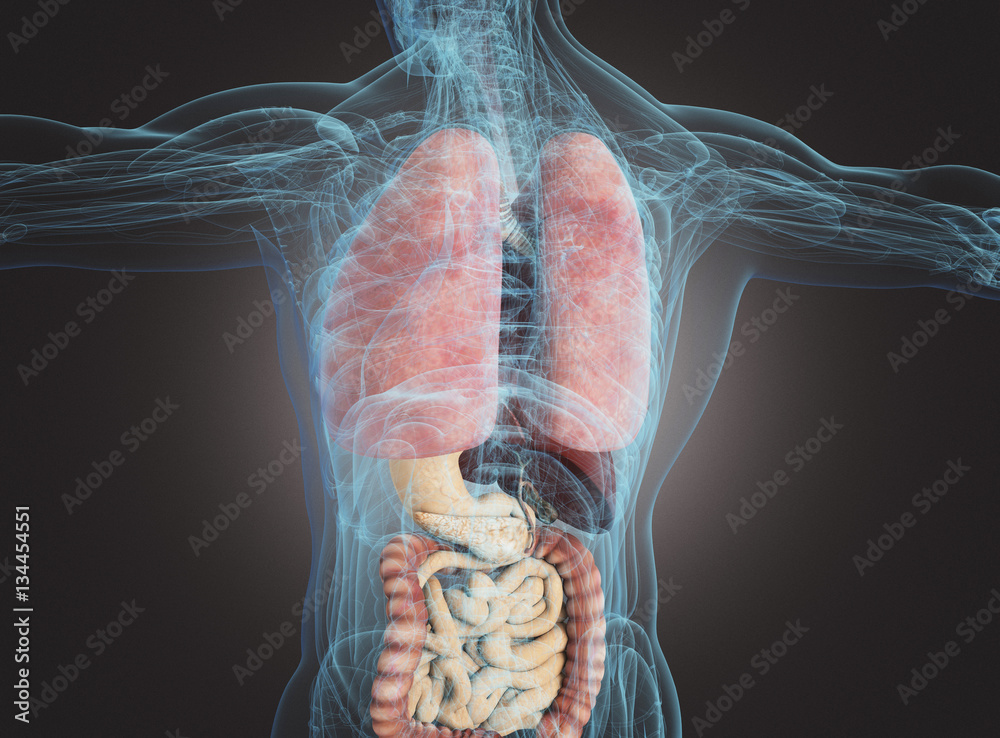 Organi interni di uomo sano in radiografia Stock Illustration | Adobe Stock
