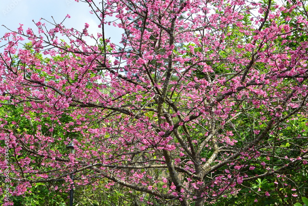 Cherry Blossom or Sakura flower on nature background Cherry Blossom or Sakura flower on nature background