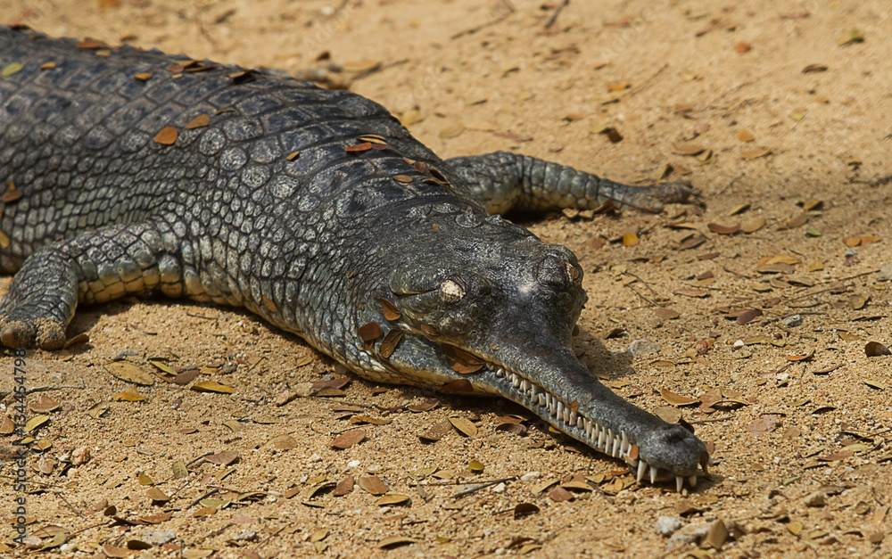 Obraz premium photo of a crocodile basking in the sun
