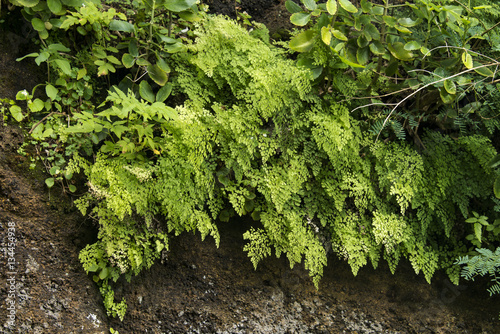 Capillaire, Adiantum raddianum, Jardin botanique, Obsidia, Green montain national park,  Ile de l'Ascension photo