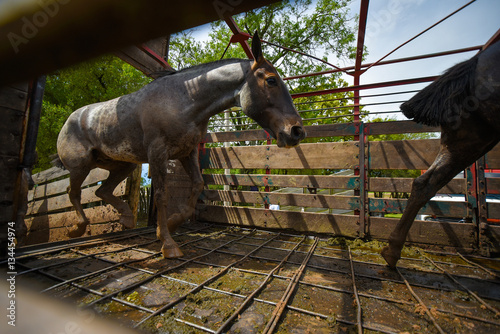 Fotografija Silver dapple horses running in a horse box.