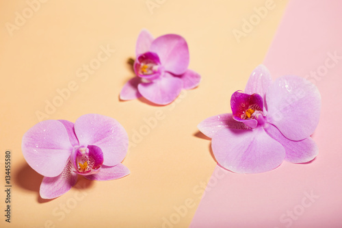 orchid flowers are two-colored background on the paper.