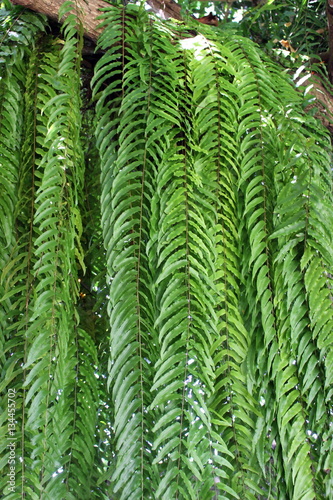 Long Tropical Ferns Hanging Down from a Tree Branch