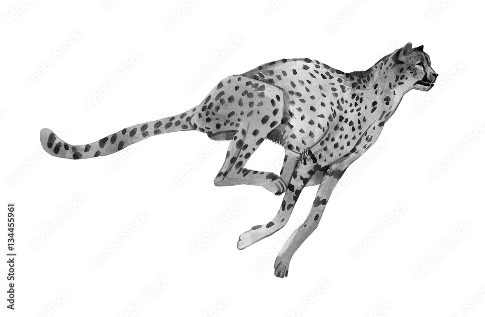 Cheetah Cheetah