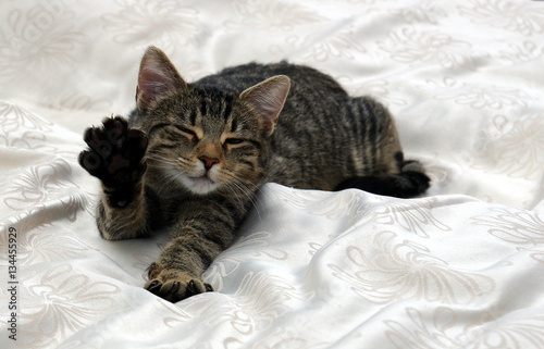 Gähnende oder winkende müde Katze auf einem Bett