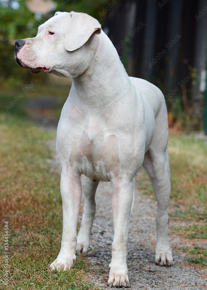 Dogo argentino standing summer Dogo argentino standing summer