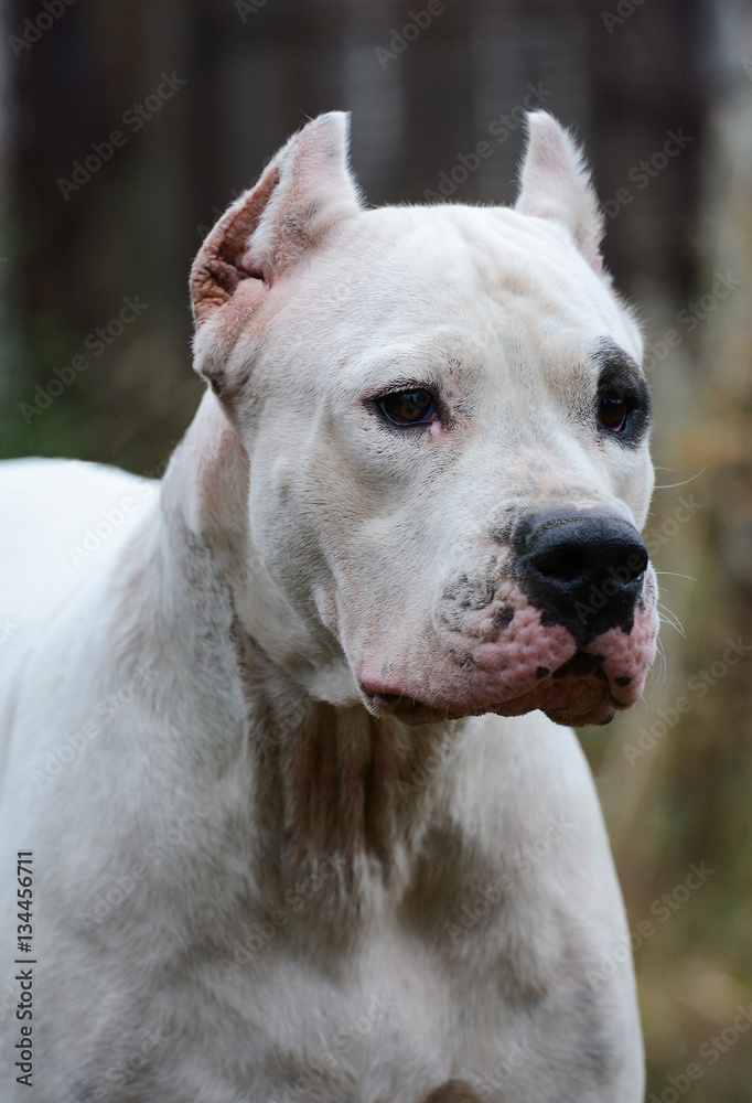 Portrait of white dogo argentino