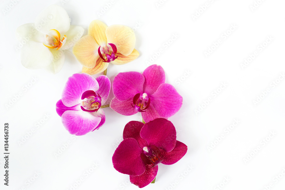 pattern with orchids flowers with water drops on it on white background pattern with orchids flowers with water drops on it on white background