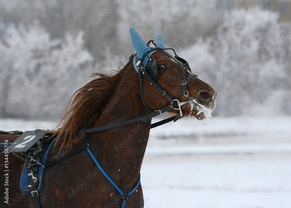 Portrait of a red orlov trotter breed in motion winter