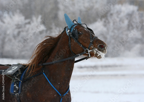 Obraz na płótnie Portrait of a red orlov trotter breed in motion winter w salonie