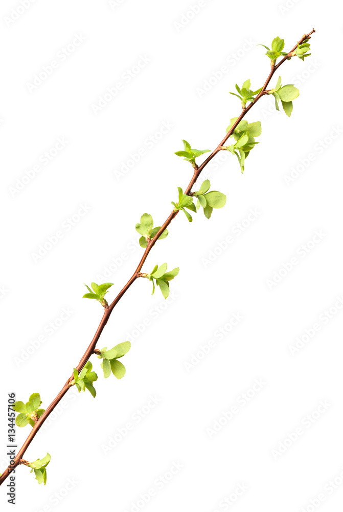 Twig with first tiny leaves