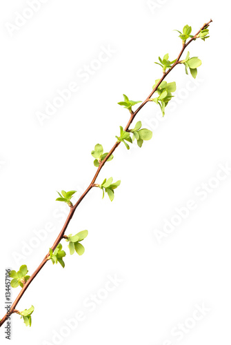Twig with first tiny leaves