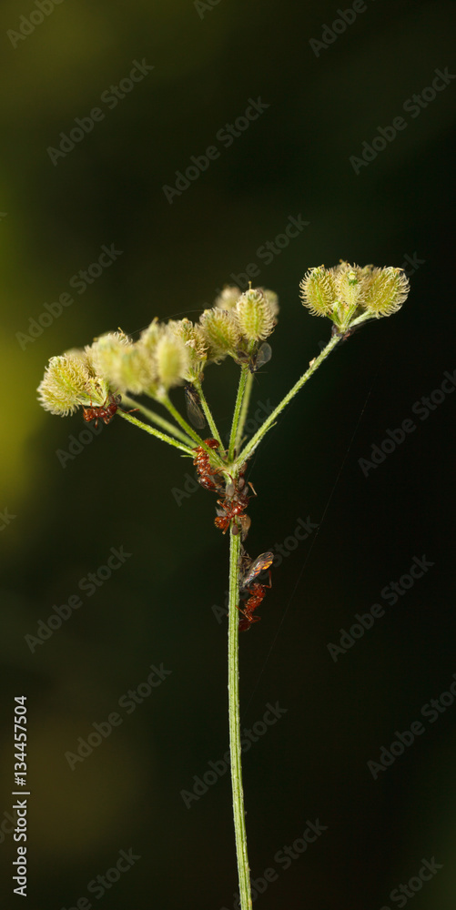 Ants and feeding plant louse Ants and feeding plant louse