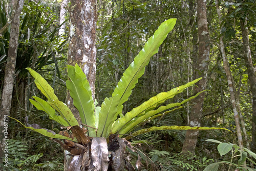 Asplénie nid d'oiseau, Asplenium nidus, Madagascar, Afrique photo