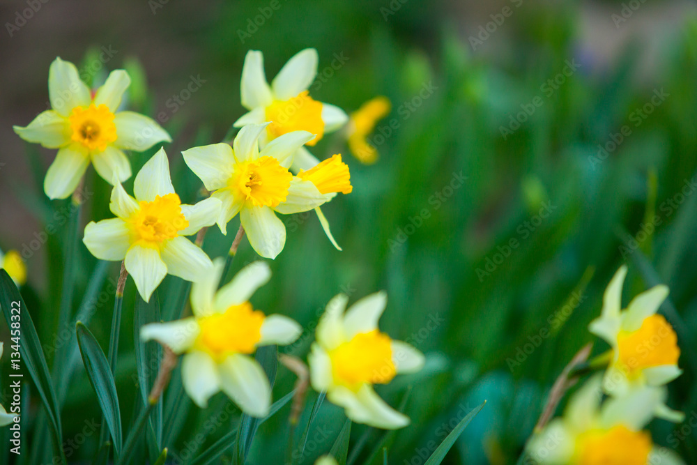 beautiful background image of autumn yellow daffodils beautiful background image of autumn yellow daffodils