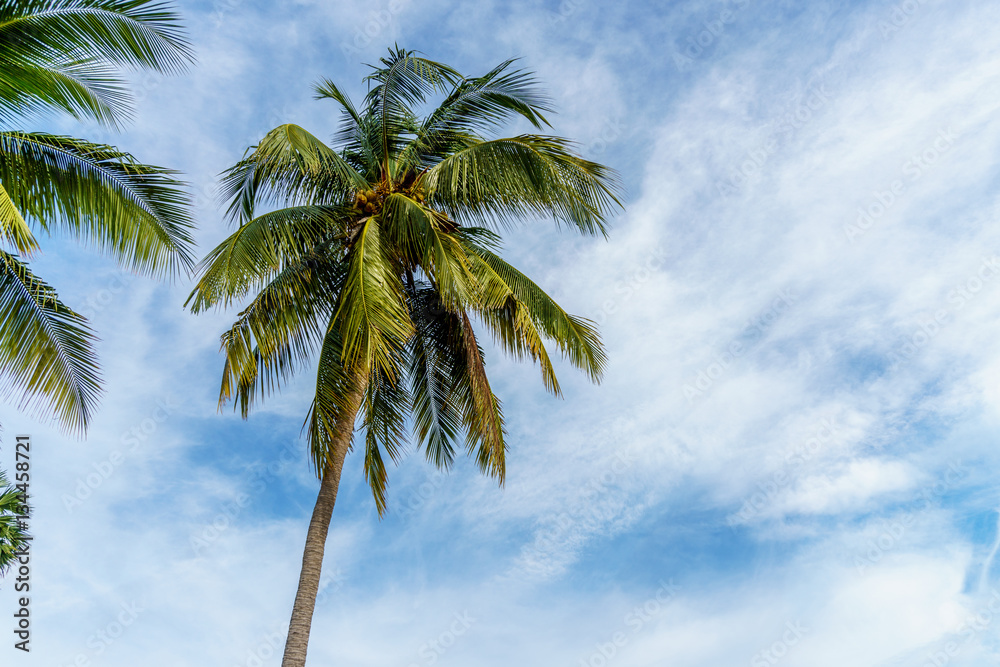coconut leaf on blue sky