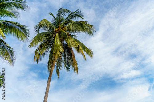 coconut leaf on blue sky