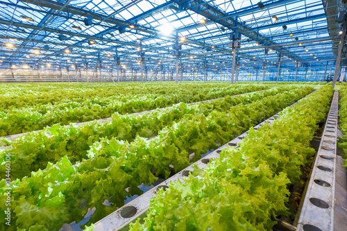 Green salad growing in greenhouse