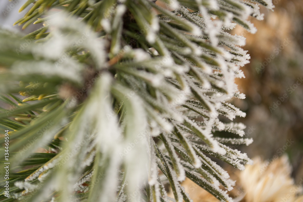 Pine branches with hoarfrost, macro shooting