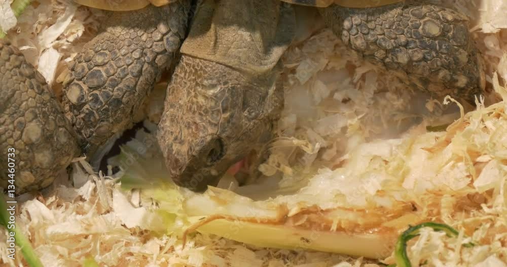 Close up of a little tortoise eating vegetables