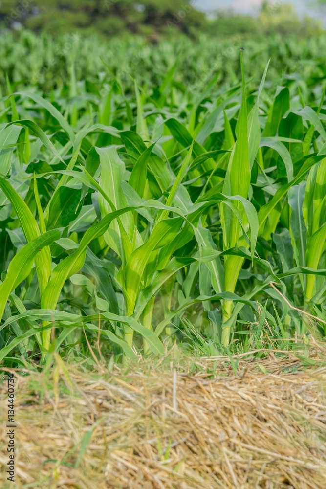 Green corn field in agricultural garden Green corn field in agricultural garden