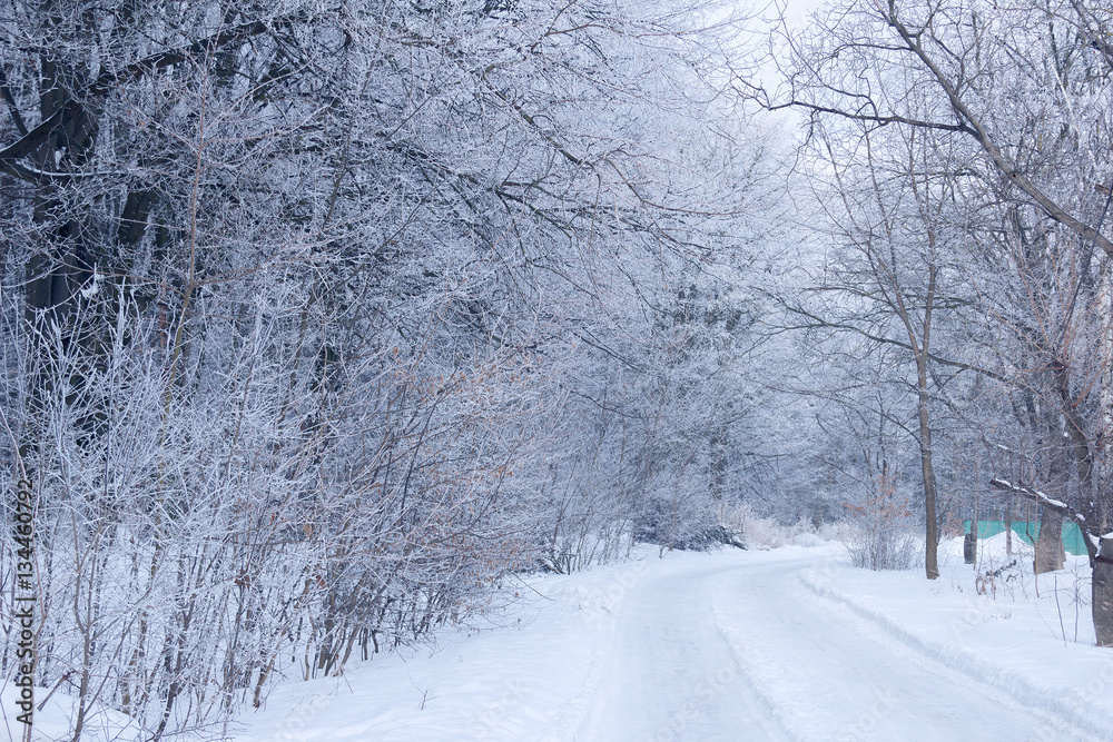 Obraz premium winter forest with the footpath covered by hoarfrost
