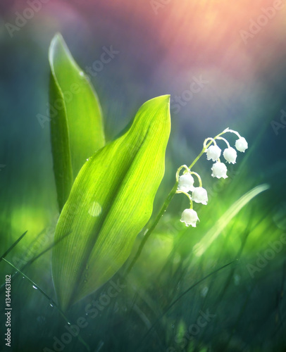 Beautiful spring lily of the valley in the forest in the morning at dawn in the sun soft focus macro. Spring template floral background wallpaper. Colorful gentle romantic artistic image.
