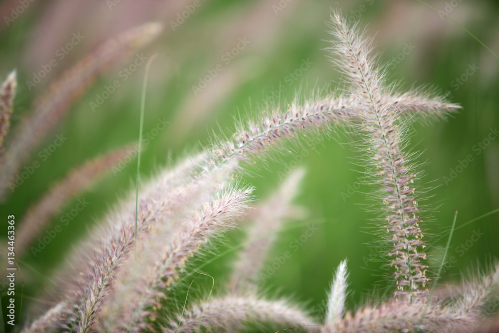 autumn reeds grass background texture