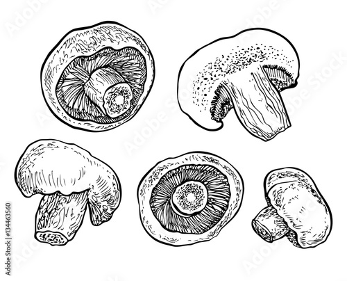 Hand drawn mushrooms. Graphic vector illustration. Organic vegetarian product. 