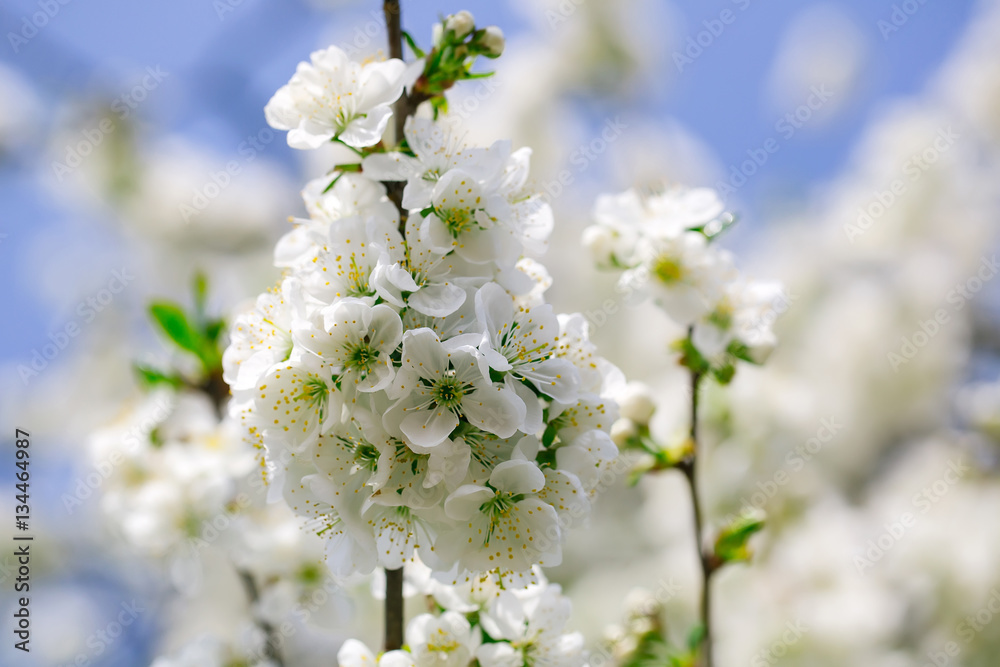 White flowers in blossoms