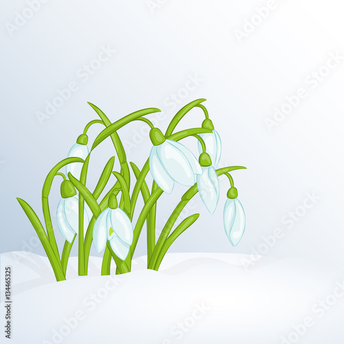 Beautiful spring background with snowdrops in snow for congratulations with spring or Women's Day. Holiday poster or placard template in cartoon style. Vector illustration. Holiday Collection.