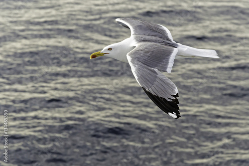 Seagull flying over the sea