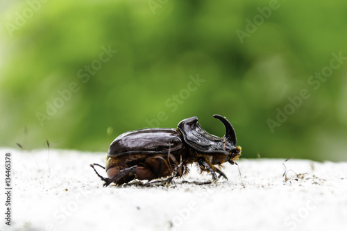 Foto Horned beatle closeup